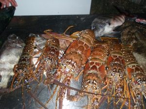 5 lobsters